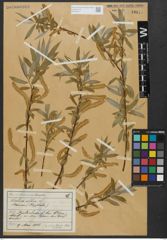 Foto von Salix alba L.